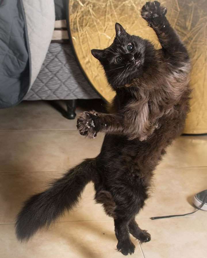 самые смешные фото танцующих котов